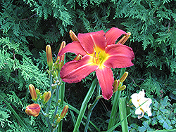Night Wind Daylily (Hemerocallis 'Night Wind') at Lakeshore Garden Centres