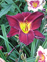 Alaskan Midnight Daylily (Hemerocallis 'Alaskan Midnight') at Lakeshore Garden Centres