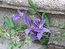 Harlow Carr Clematis (Clematis 'Harlow Carr') at Lakeshore Garden Centres