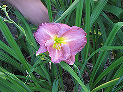 Court Magician Daylily (Hemerocallis 'Court Magician') at Lakeshore Garden Centres