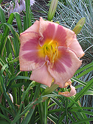Designer Gown Daylily (Hemerocallis 'Designer Gown') at Lakeshore Garden Centres