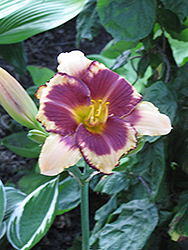 Tecus Daylily (Hemerocallis 'Tecus') at Lakeshore Garden Centres