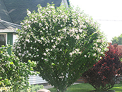 Morning Star Rose of Sharon (Hibiscus syriacus 'Morning Star') at Lakeshore Garden Centres