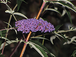 Ellens Blue Butterfly Bush (Buddleia davidii 'Ellen's Blue') at Lakeshore Garden Centres
