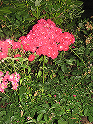 Calvert Close Rose (Rosa 'Calvert Close') at Lakeshore Garden Centres