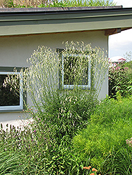 White Bottlebrush (Sanguisorba tenuifolia 'Alba') at Lakeshore Garden Centres
