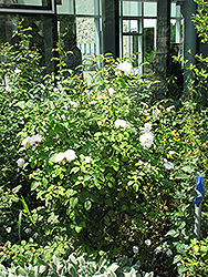 Glamis Castle Rose (Rosa 'Glamis Castle') at Lakeshore Garden Centres