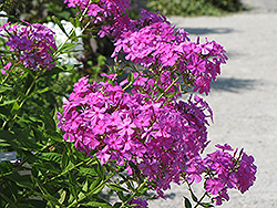 Robert Poore Garden Phlox (Phlox paniculata 'Robert Poore') at Lakeshore Garden Centres