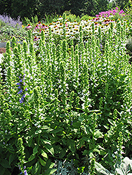 White Cardinal Flower (Lobelia siphilitica 'Alba') at Lakeshore Garden Centres