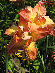 Ice Cream Dream Daylily (Hemerocallis 'Ice Cream Dream') at Lakeshore Garden Centres
