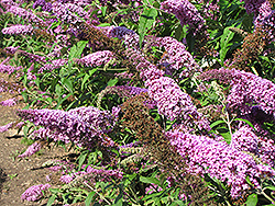 Ile de France Butterfly Bush (Buddleia davidii 'Ile de France') at A Very Successful Garden Center