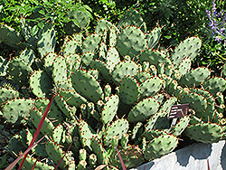 Lemon Spreader Prickly Pear Cactus (Opuntia 'Lemon Spreader') at Lakeshore Garden Centres