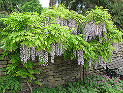 Longissima Wisteria (Wisteria sinensis 'Longissima') at Lakeshore Garden Centres