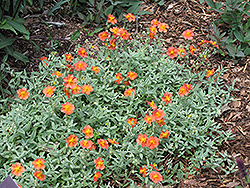 Fire Dragon Rock Rose (Helianthemum 'Fire Dragon') at Lakeshore Garden Centres