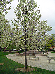 Chastity Ornamental Pear (Pyrus 'NCPX2') at Lakeshore Garden Centres