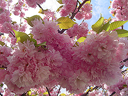 Kwanzan Flowering Cherry (Prunus serrulata 'Kwanzan') at Mainescape Nursery