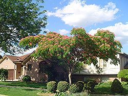 Mimosa (Albizia julibrissin) at Lakeshore Garden Centres