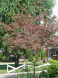 Tricolor Beech (Fagus sylvatica 'Tricolor') at Lakeshore Garden Centres