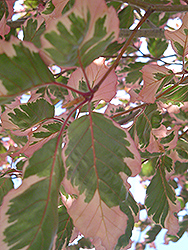 Tricolor Beech (Fagus sylvatica 'Tricolor') at Lakeshore Garden Centres