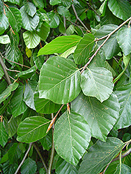 Weeping Beech (Fagus sylvatica 'Pendula') at Lakeshore Garden Centres