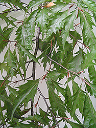 Cutleaf Beech (Fagus sylvatica 'Asplenifolia') at Lakeshore Garden Centres