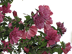 Collie Mullens Rose Of Sharon (Hibiscus syriacus 'Collie Mullens') at Lakeshore Garden Centres
