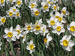 Flower Record Daffodil (Narcissus 'Flower Record') at Peter Knippel Garden Centre