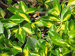 Surespot Wintercreeper (Euonymus fortunei 'Surespot') at Lakeshore Garden Centres