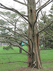 Dawn Redwood (Metasequoia glyptostroboides) at Lakeshore Garden Centres