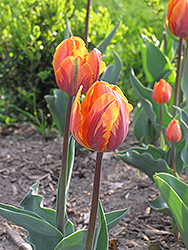 Irene Tulip (Tulipa 'Irene') at Lakeshore Garden Centres