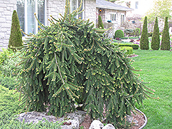 Weeping Norway Spruce (Picea abies 'Pendula') at Peter Knippel Garden Centre