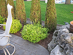 Country Gold Wintercreeper (Euonymus fortunei 'Country Gold') at Lakeshore Garden Centres