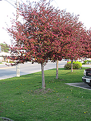 Orange Crush Flowering Crab (Malus 'Orange Crush') at Lakeshore Garden Centres