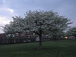 Downy Hawthorn (Crataegus mollis) at Lakeshore Garden Centres