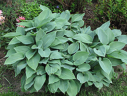 Halcyon Hosta (Hosta 'Halcyon') at The Mustard Seed