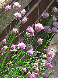 Giant Chives (Allium sibiricum) at Lakeshore Garden Centres