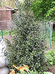 Blue Maid Meserve Holly (Ilex x meserveae 'Mesid') at Lakeshore Garden Centres
