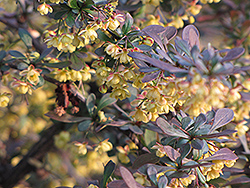 Purple Japanese Barberry (Berberis thunbergii 'Purpurea') at Lakeshore Garden Centres