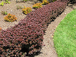Purple Japanese Barberry (Berberis thunbergii 'Purpurea') at Lakeshore Garden Centres