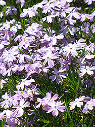 Fabulous Blue Violet Moss Phlox (Phlox subulata 'Florphfabv') at Lakeshore Garden Centres