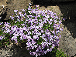 Fabulous Blue Violet Moss Phlox (Phlox subulata 'Florphfabv') at Lakeshore Garden Centres