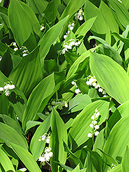 Lily-Of-The-Valley (Convallaria majalis) at Peter Knippel Garden Centre