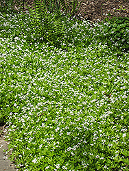 Sweet Woodruff (Galium odoratum) at A Very Successful Garden Center