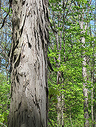 Shagbark Hickory (Carya ovata) at Lakeshore Garden Centres