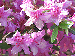 Girard's Karen Azalea (Rhododendron 'Girard's Karen') at Lakeshore Garden Centres