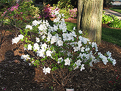 Marie's Choice Rhododendron (Rhododendron 'Marie's Choice') at Lakeshore Garden Centres