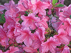 Boudoir Azalea (Rhododendron 'Boudoir') at Lakeshore Garden Centres