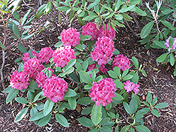 Besse Howells Rhododendron (Rhododendron 'Besse Howells') at Lakeshore Garden Centres