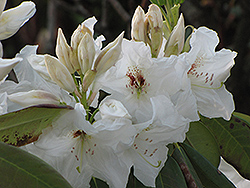 Avalanche Rhododendron (Rhododendron 'Avalanche') at Lakeshore Garden Centres