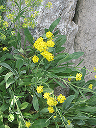 Basket Of Gold Alyssum (Aurinia saxatilis 'Basket Of Gold') at Lakeshore Garden Centres
